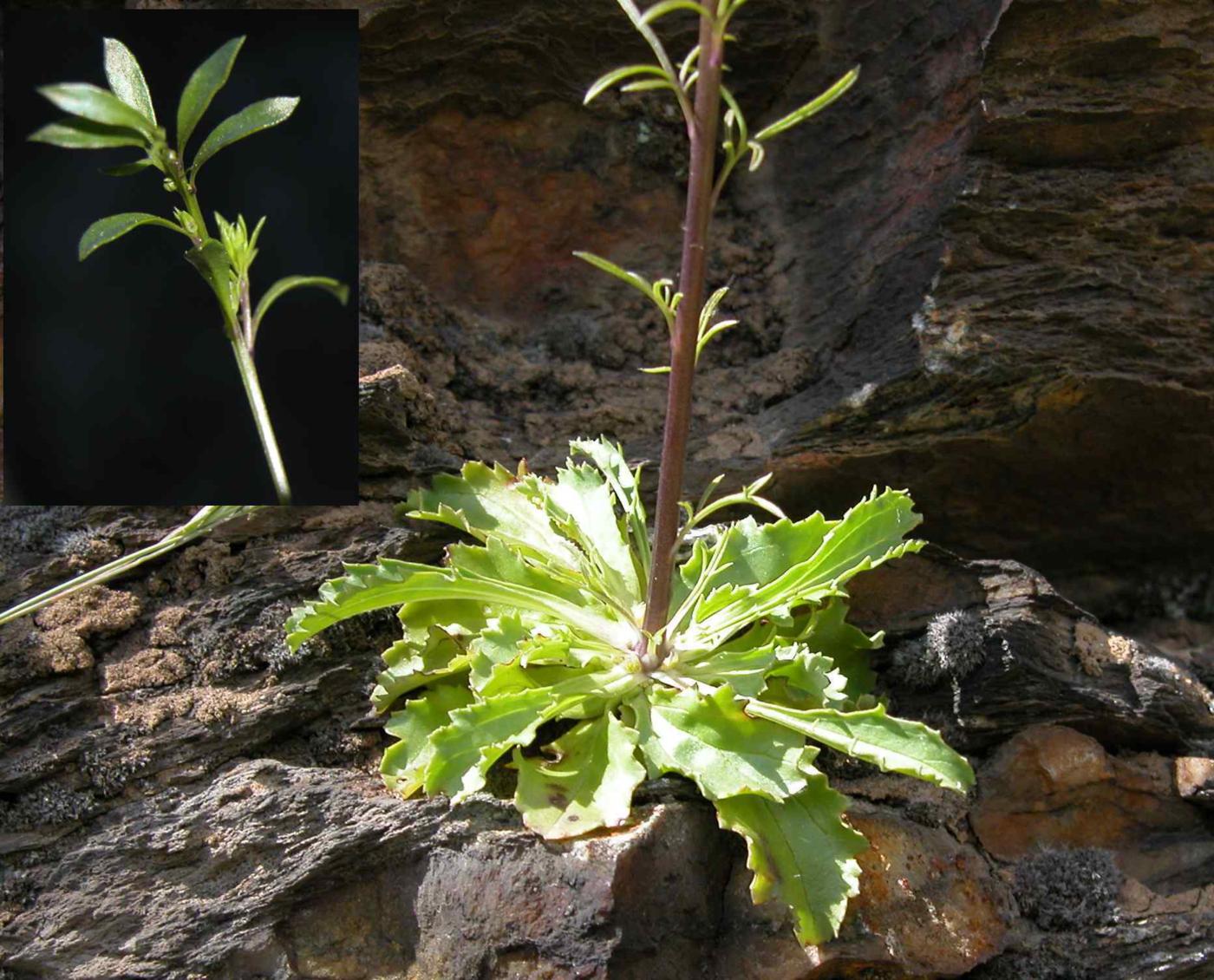 Snapdragon, Blue leaf